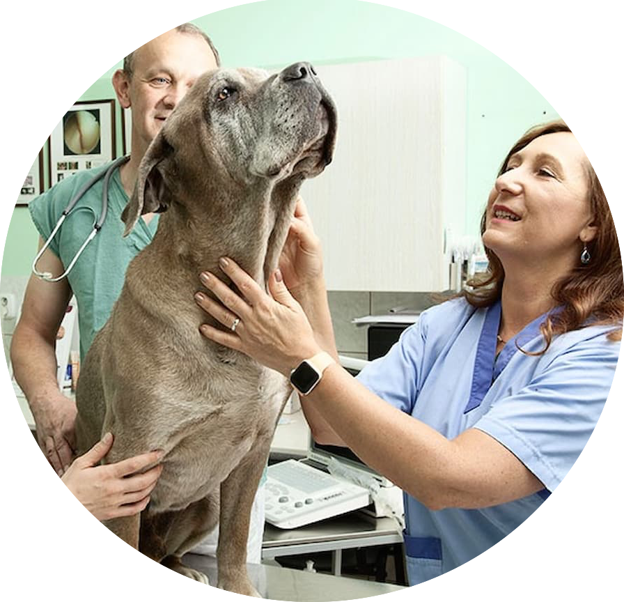 Veterináři při vyšetření psa
